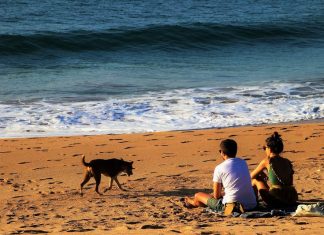 Vacanza con il cane: ecco 3 utili suggerimenti Vacanza con il cane