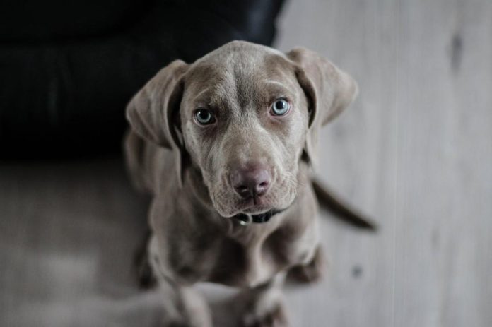 Diarrea cronica nel cane Diarrea cronica nel cane